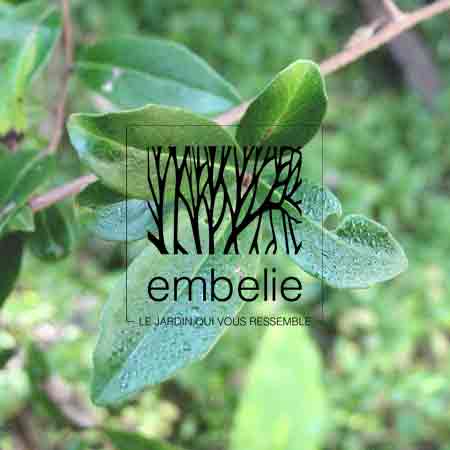 embelia-angustifolia-embelie-paysagiste-conseil-reunion-974